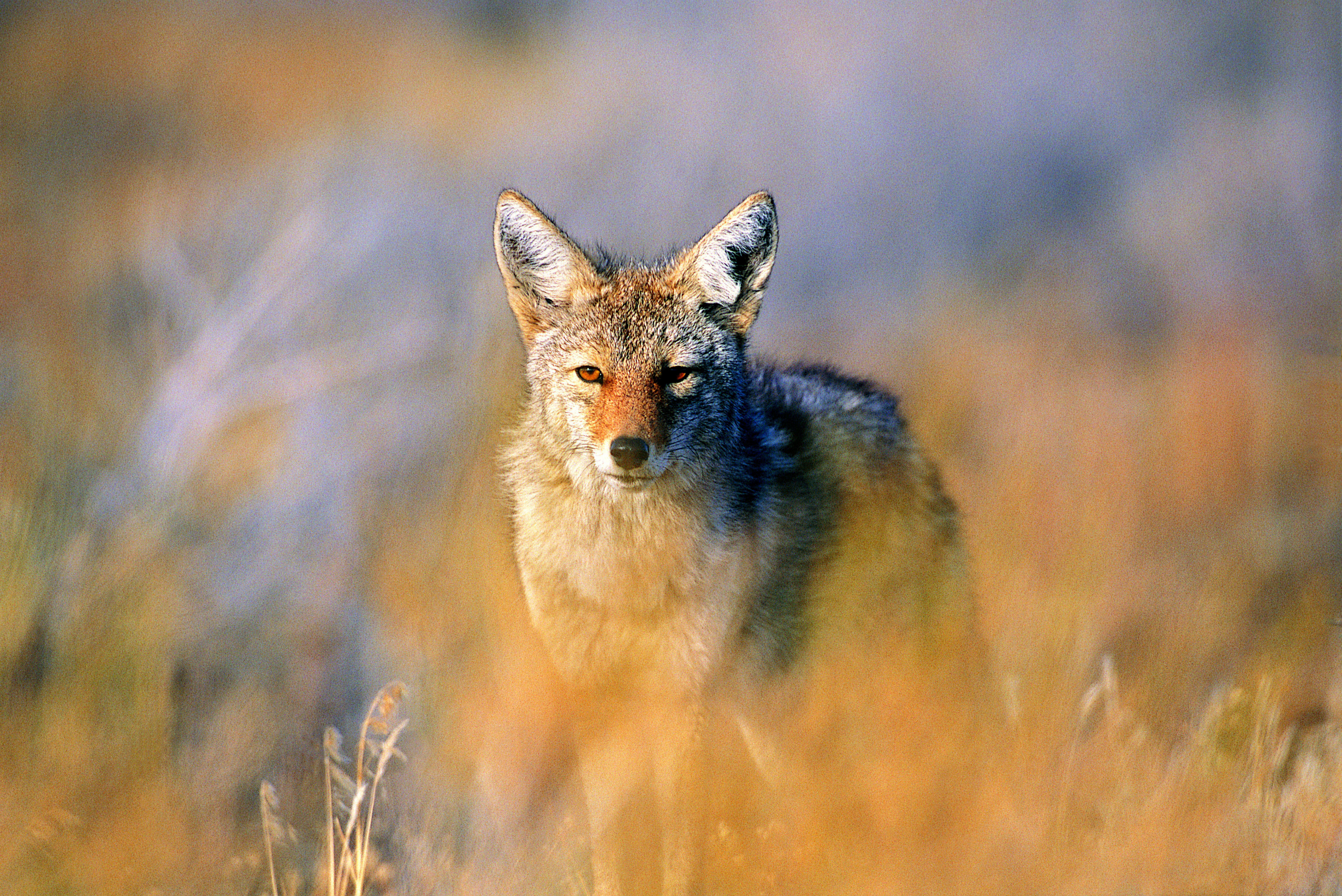 Coyote