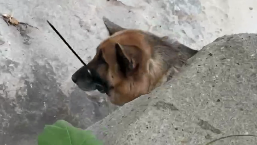 https://digital-release.ktla.com/news/local-news/dog-found-with-zip-ties-around-mouth-neck-in-malibu-wilderness/