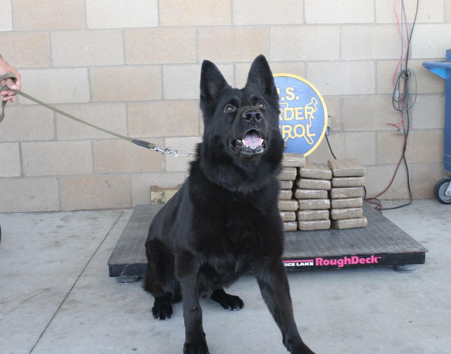 Cocaine seizure