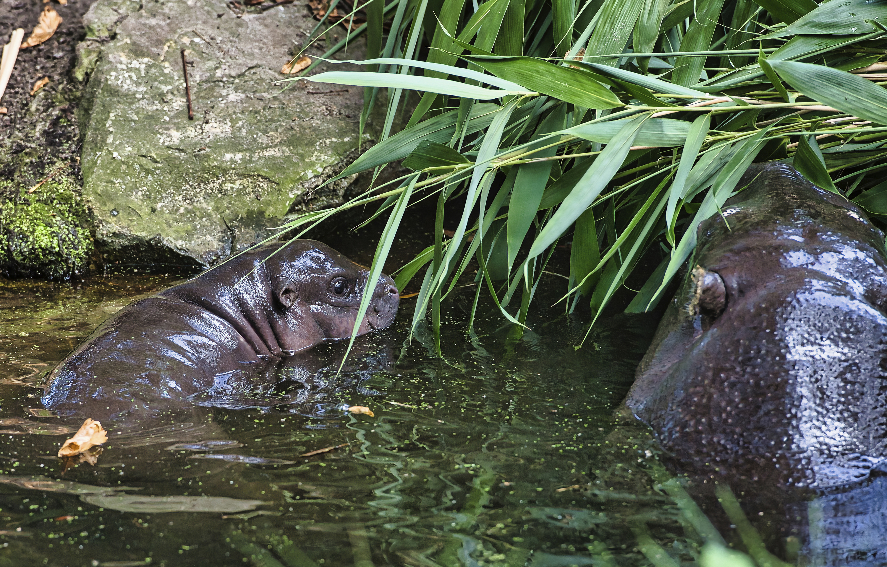 Toni, a pygmy hippo born at the Berlin Zoo in June makes her first public appearance with her mother, Debbie on Thursday, Aug. 15, 2024 in Berlin, Germany. (Paul Zinken/dpa via AP)