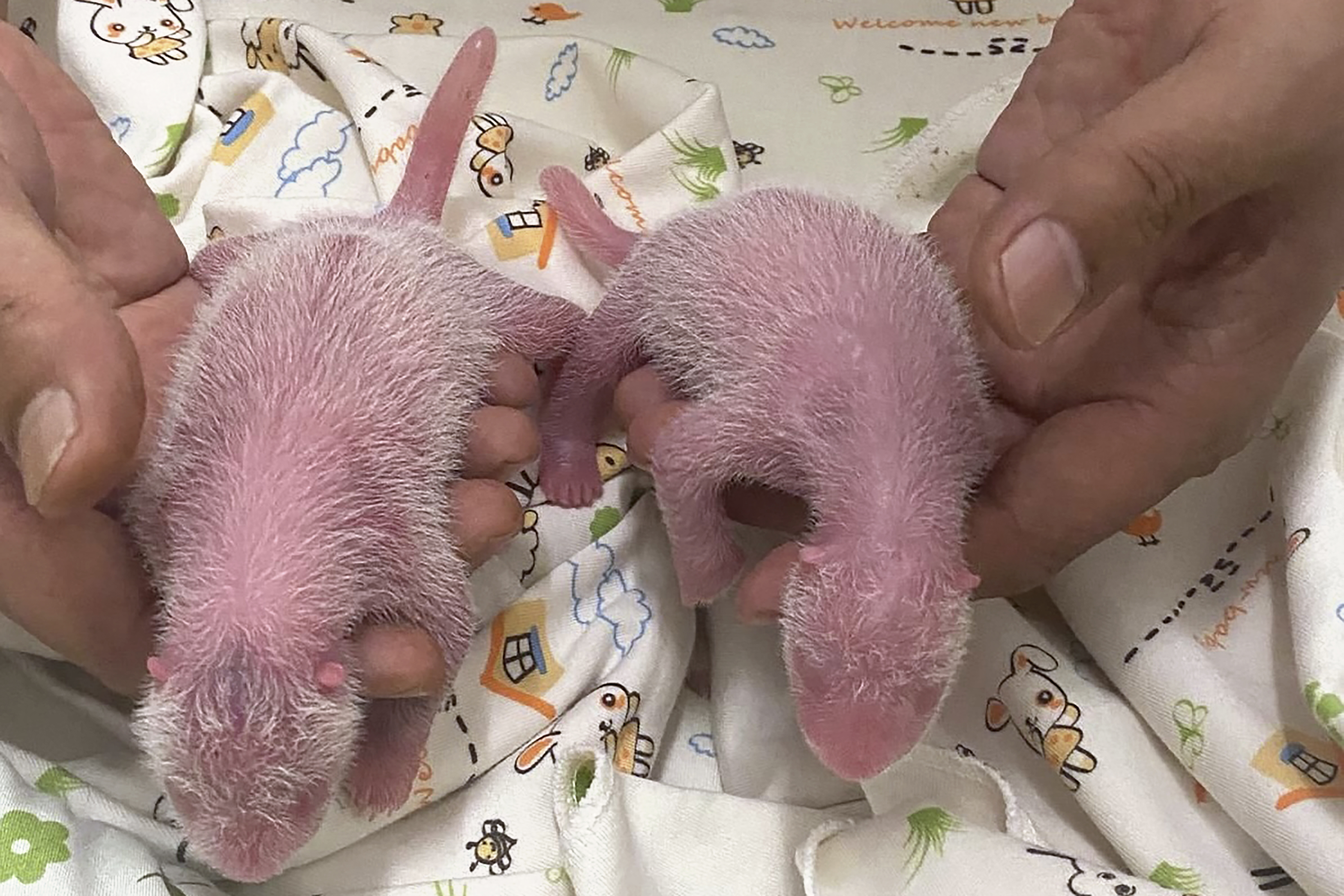 In this photo released and taken on Aug. 15, 2024 by Ocean Park Hong Kong, a photo of twin panda babies, female at left and male at right, at Ocean Park Hong Kong marking the first-ever locally born panda cubs. (Ocean Park Hong Kong via AP)