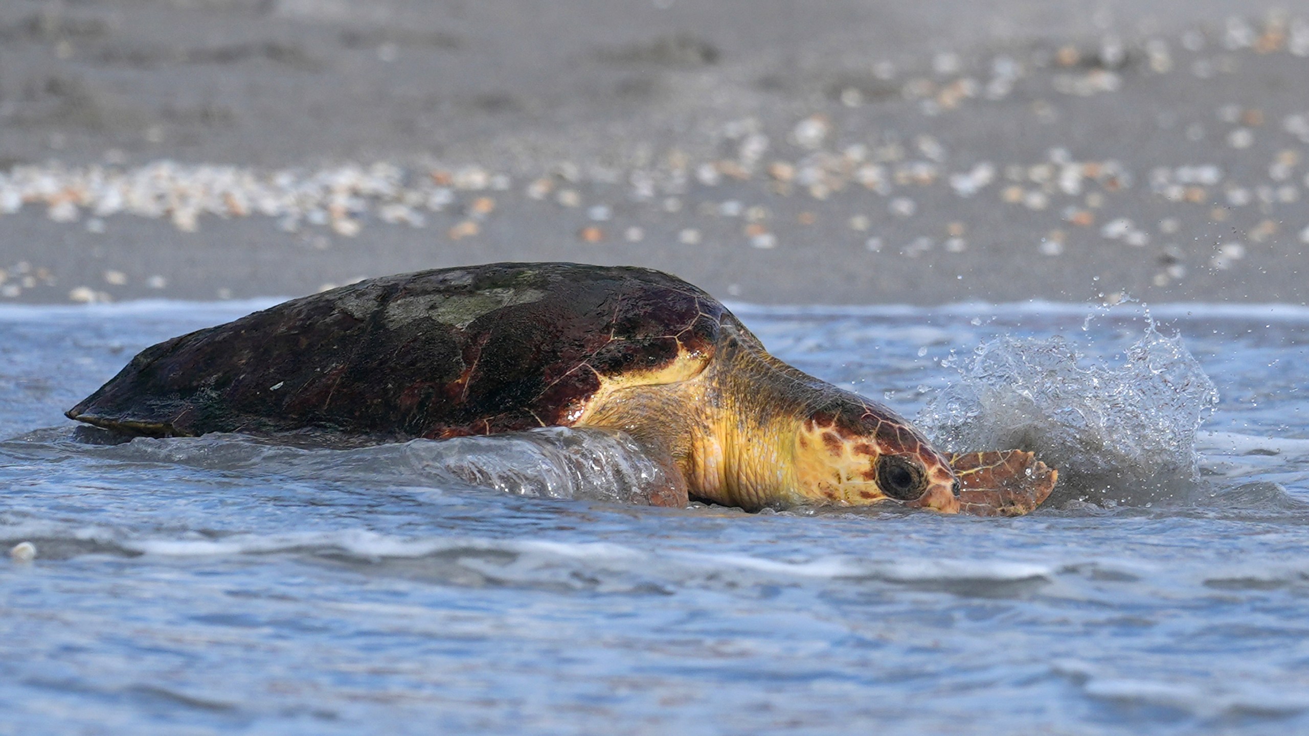 Willow, a subadult loggerhead sea turtle, makes her way back into the ocean after being treated at the Loggerhead Marinelife Center, Wednesday, Aug. 21, 2024, in Juno Beach, Fla. (AP Photo/Wilfredo Lee)