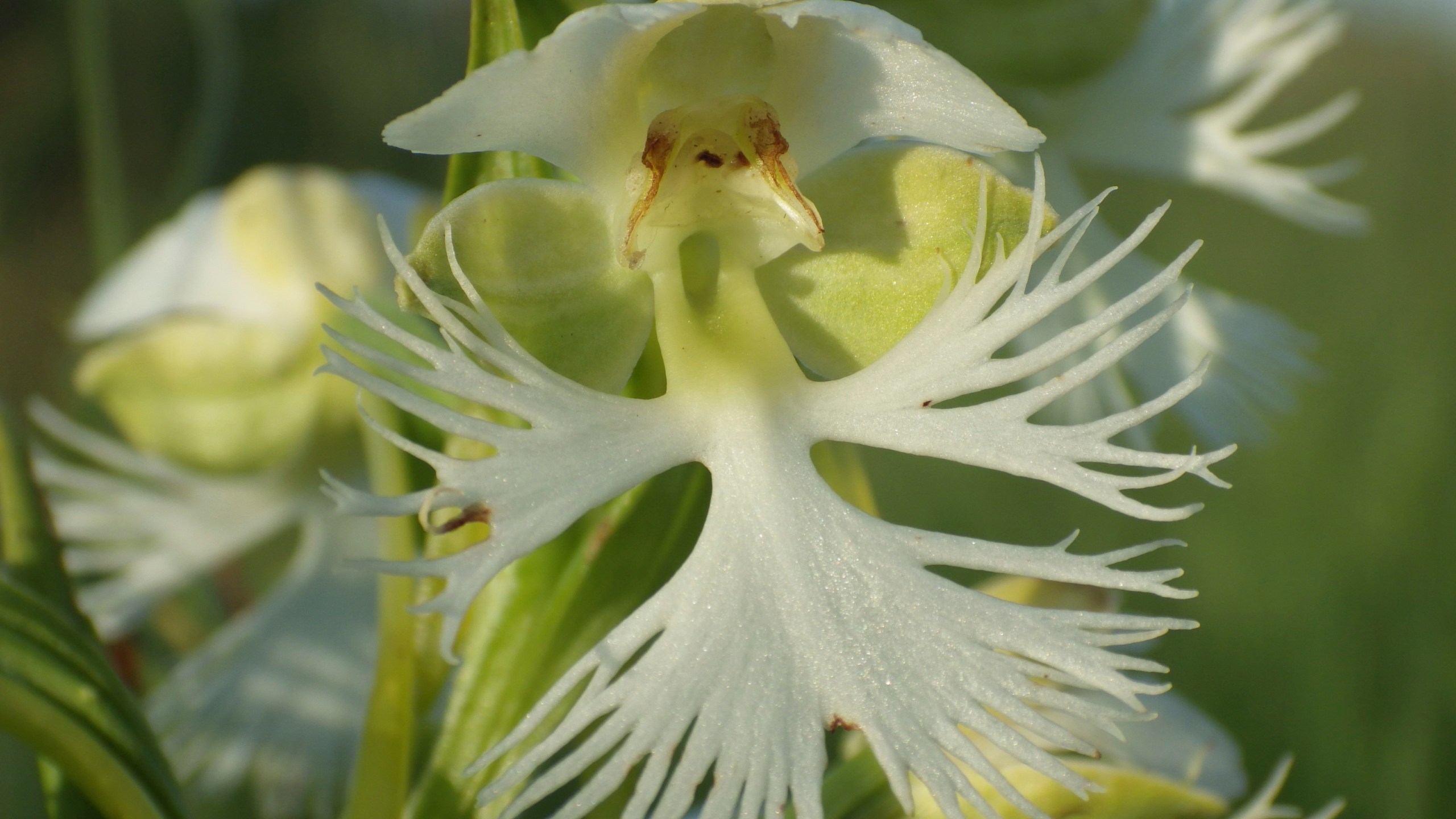 A bloom of the western prairie fringed orchid is seen Wednesday, July 3, 2024, on the Sheyenne National Grassland in North Dakota. The orchid is a threatened species protected by the federal Endangered Species Act. (AP Photo/Jack Dura)