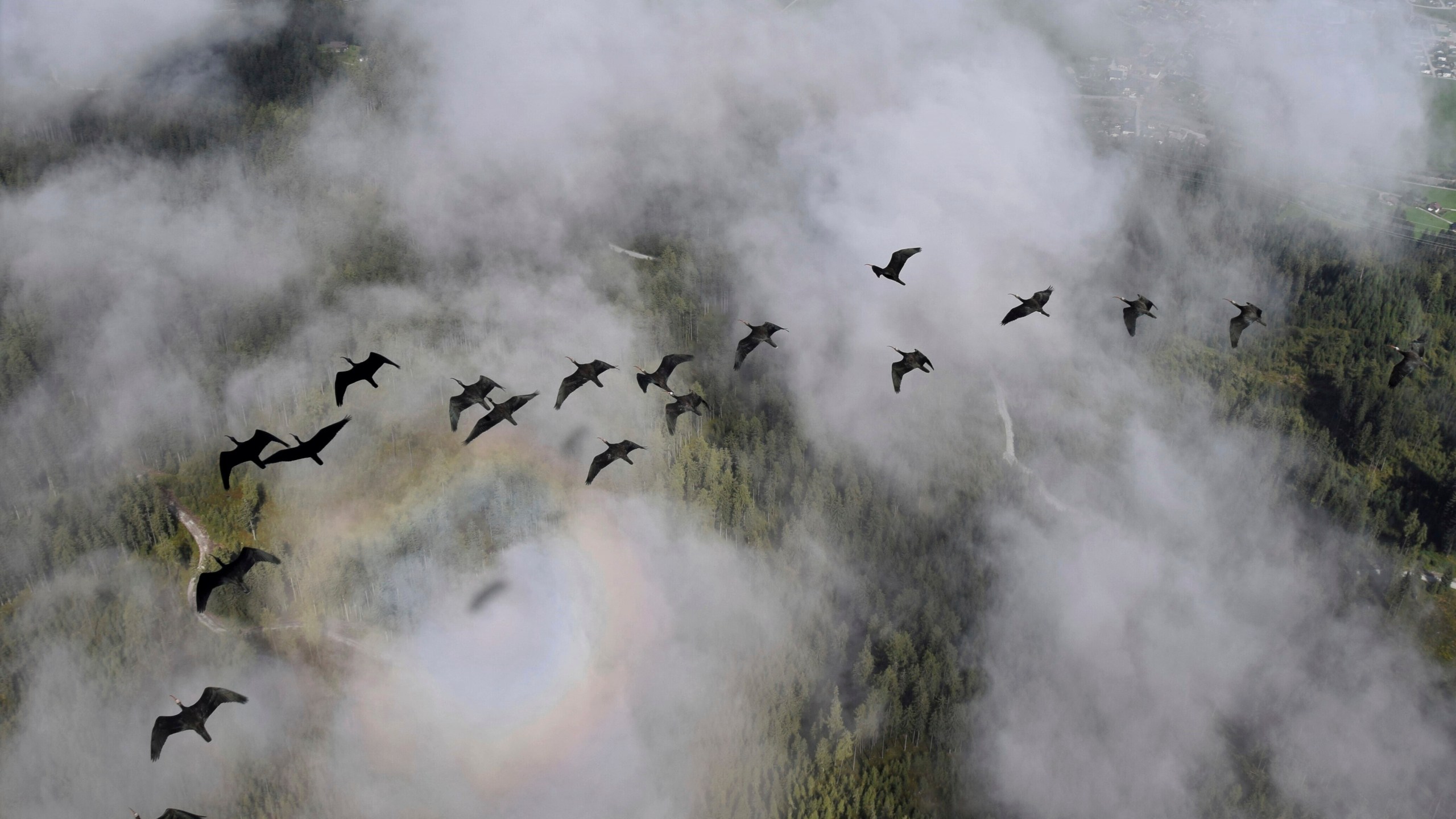 This photo provide by Waldrappteam Conservation & Research shows the migration from Northern Bald Ibis, or the Waldrapp from Seekirchen am Wallersee in Austria to Oasi Laguna di Orbetello in Italy during August and September 2022. (Waldrappteam Conservation & Research via AP)