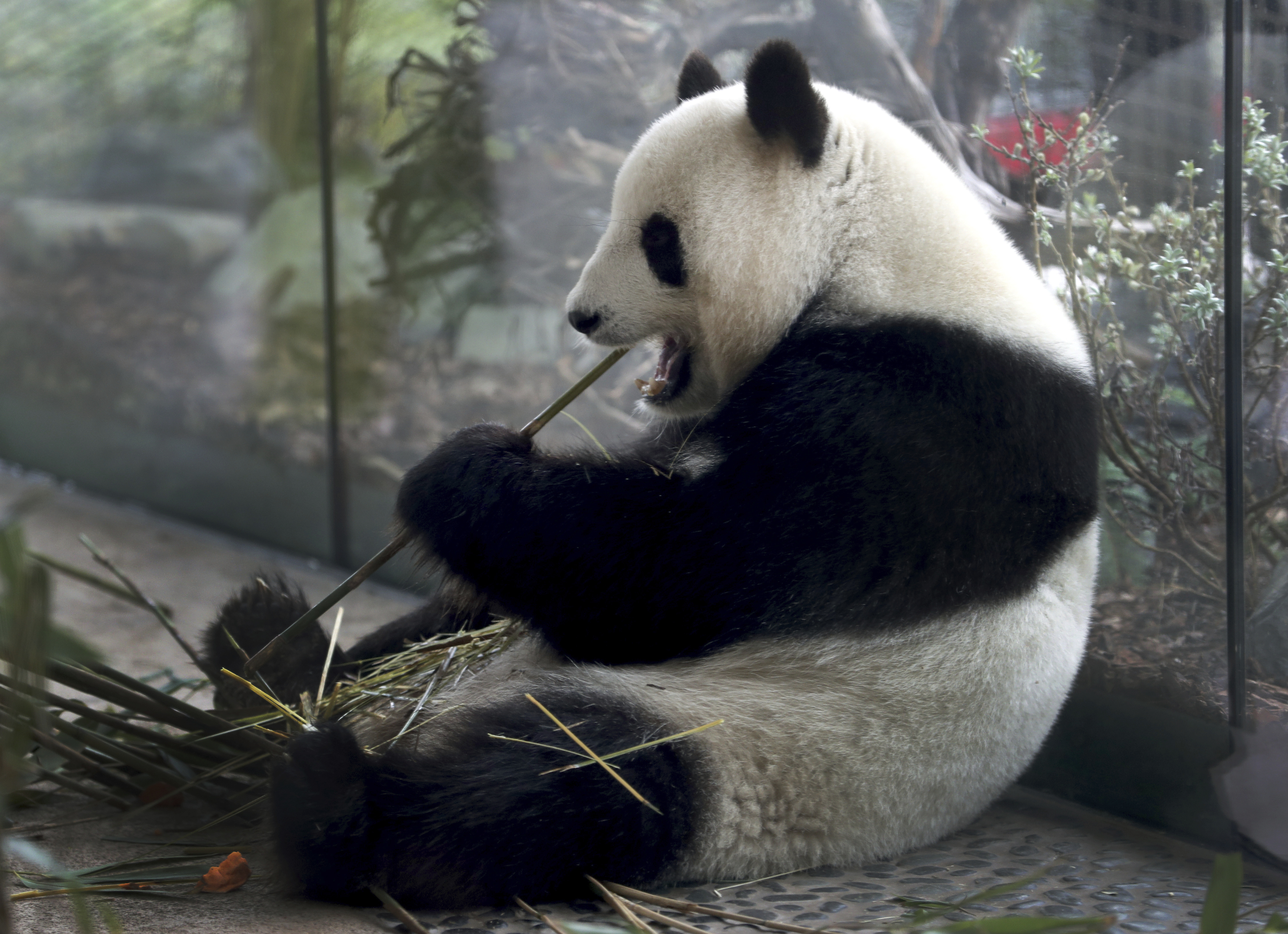 FILE -In this April 5, 2019 file photo taken through a window female panda Meng Meng eats bamboo at its enclosure at the zoo in Berlin, Germany. (AP Photo/Michael Sohn, file)