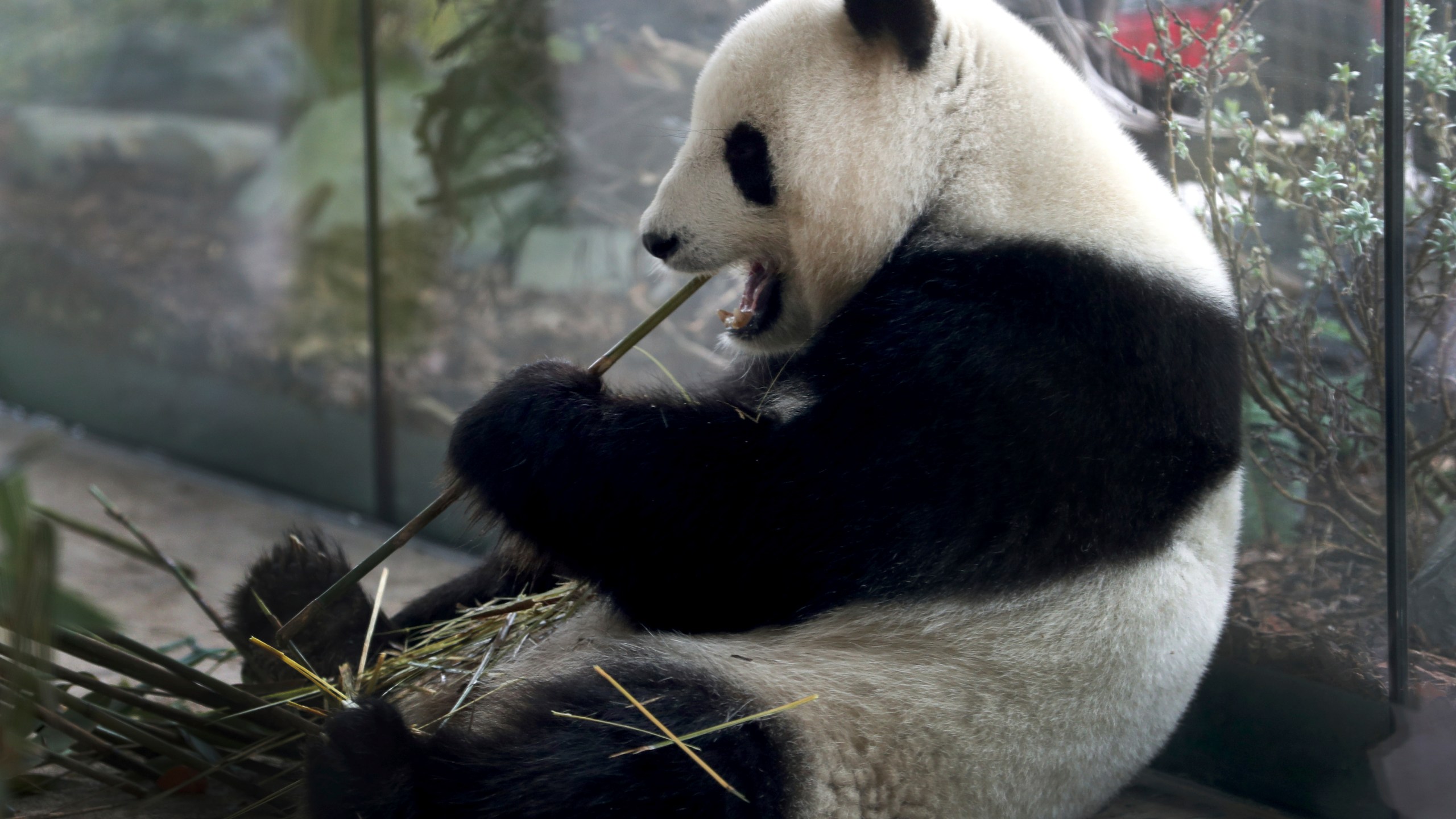 FILE -In this April 5, 2019 file photo taken through a window female panda Meng Meng eats bamboo at its enclosure at the zoo in Berlin, Germany. (AP Photo/Michael Sohn, file)