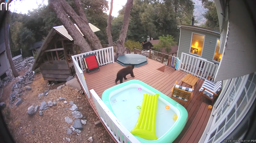 Hot tub bear