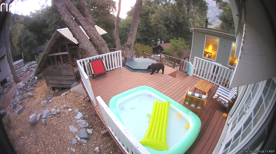 Hot tub bear