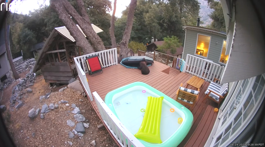Hot tub bear