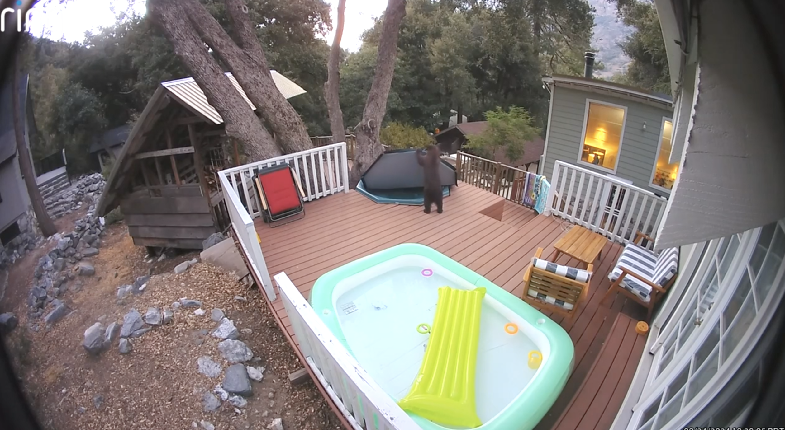 Hot tub bear