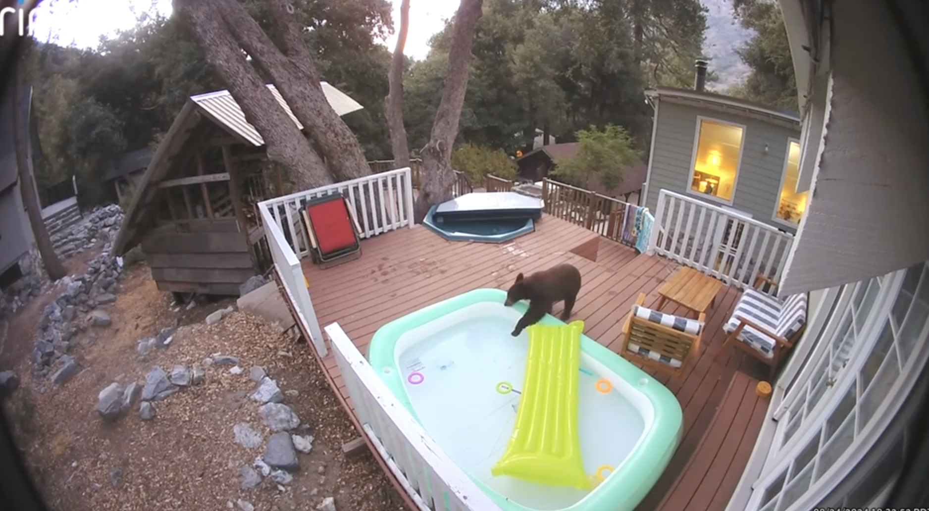 Hot tub bear