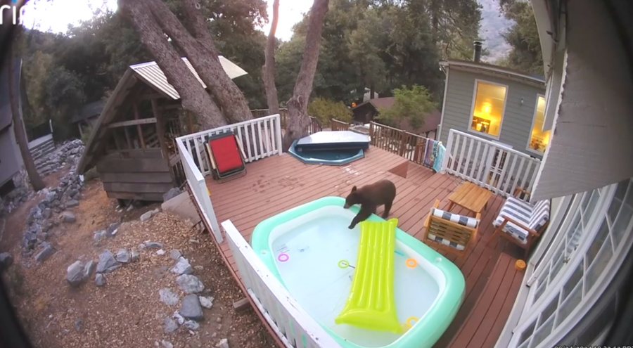 Hot tub bear