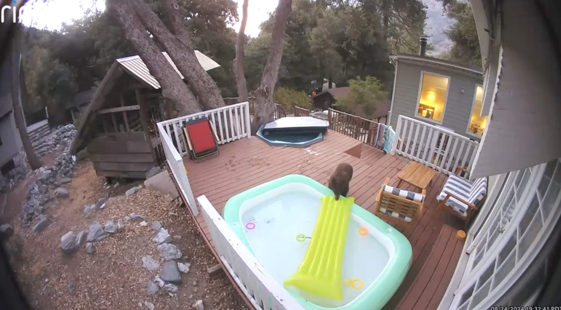 Hot tub bear