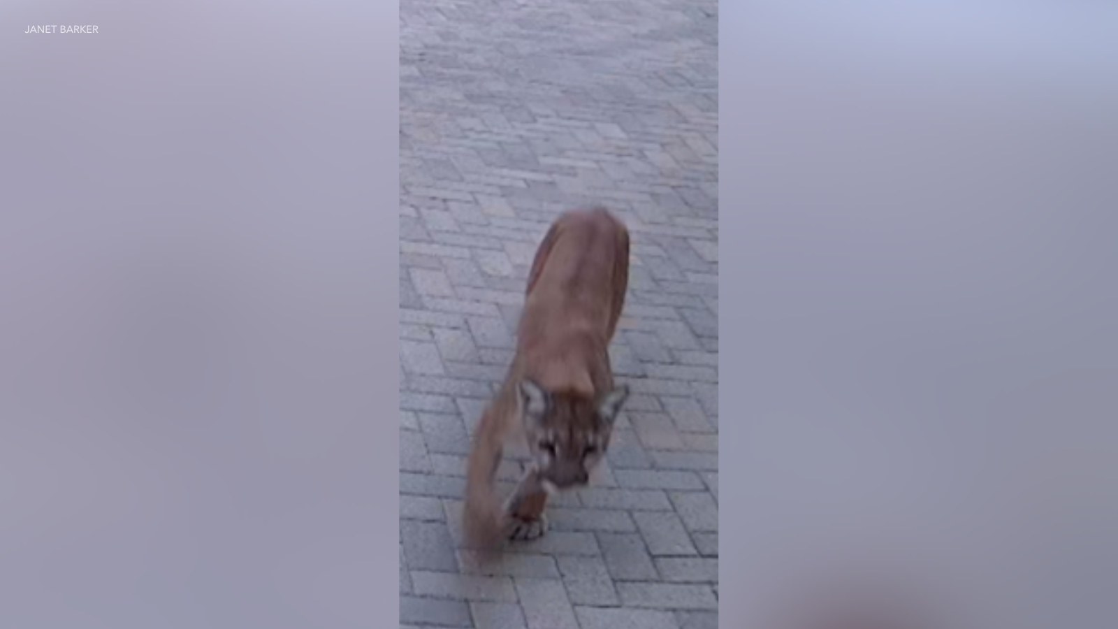 Shadow Hills mountain lion