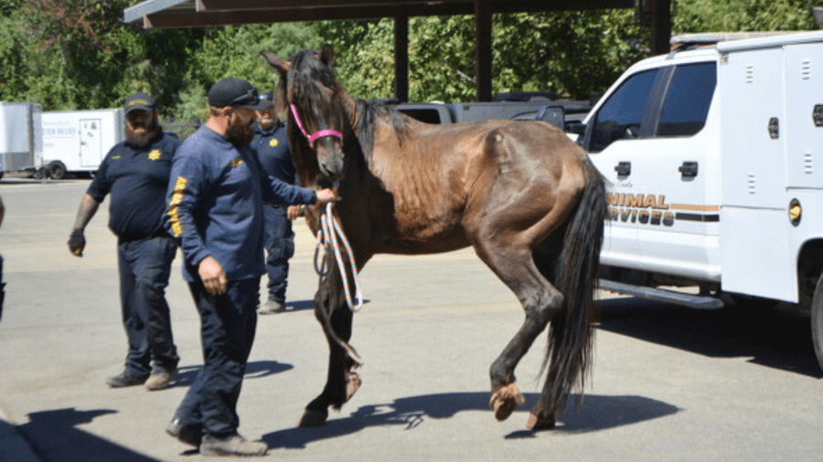 Horses and animals were seized from a Cabazon property on August 14, 2024 after authorities found them emaciated and malnourished. (Riverside County Animal Services)