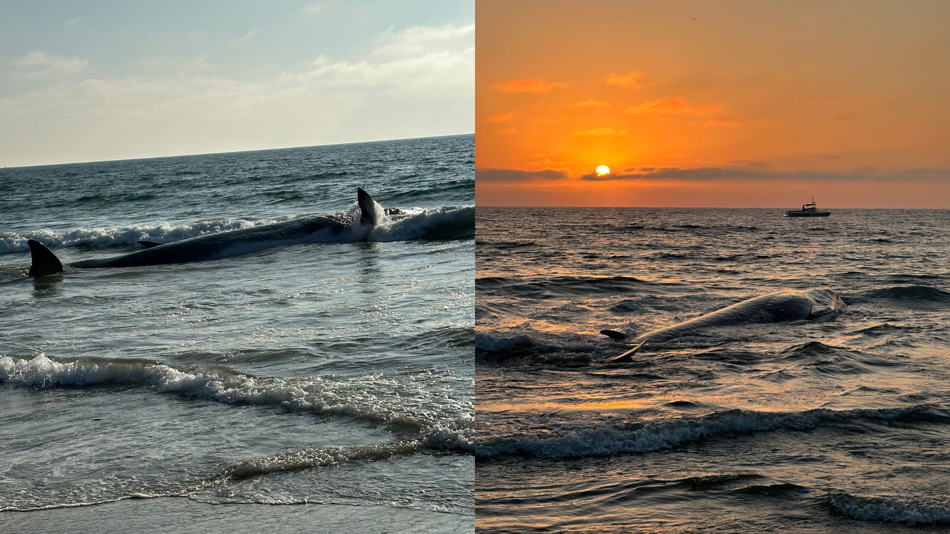 A 40-foot fin whale washed ashore in Torrance Beach on August 10, 2024. (Los Angeles County Fire Department)