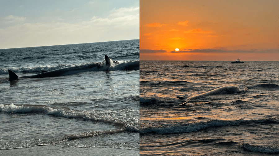 A 40-foot fin whale washed ashore in Torrance Beach on August 10, 2024. (Los Angeles County Fire Department)