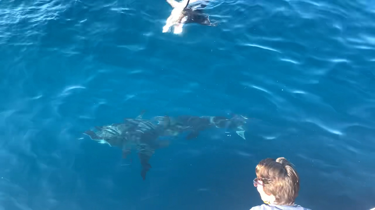 Newport Mako Shark