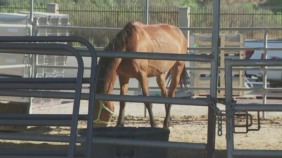 Horses were transferred to the Jurupa Valley Animal Shelter. (KTLA)