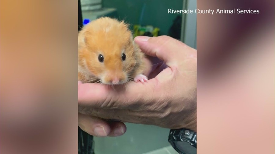 Over 100 animals were seized from an Aguanga property in Riverside County on the same week as the Cabazon seizure. (Riverside County Animal Services)