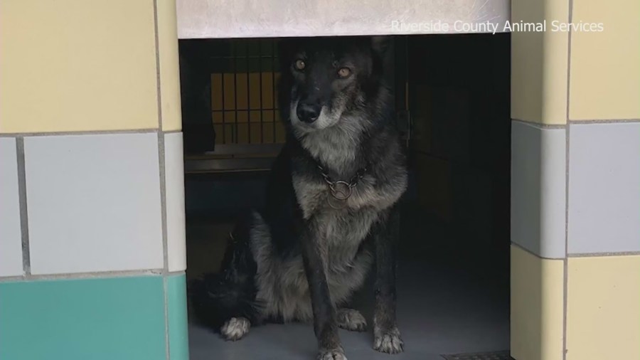 Over 100 animals were seized from an Aguanga property in Riverside County on the same week as the Cabazon seizure. (Riverside County Animal Services)