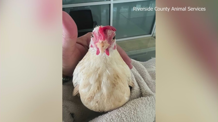 Over 100 animals were seized from an Aguanga property in Riverside County on the same week as the Cabazon seizure. (Riverside County Animal Services)