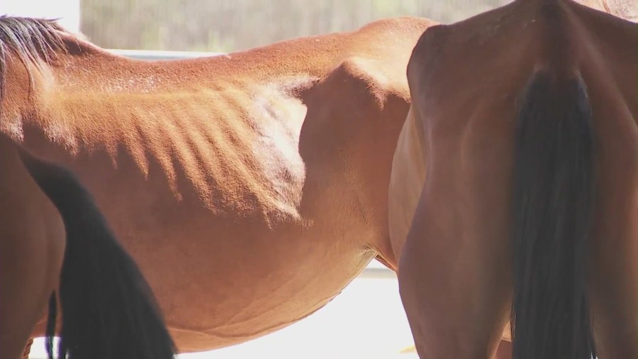 Horses were seized from a Cabazon property on August 14, 2024 after authorities found them emaciated and malnourished. (KTLA)