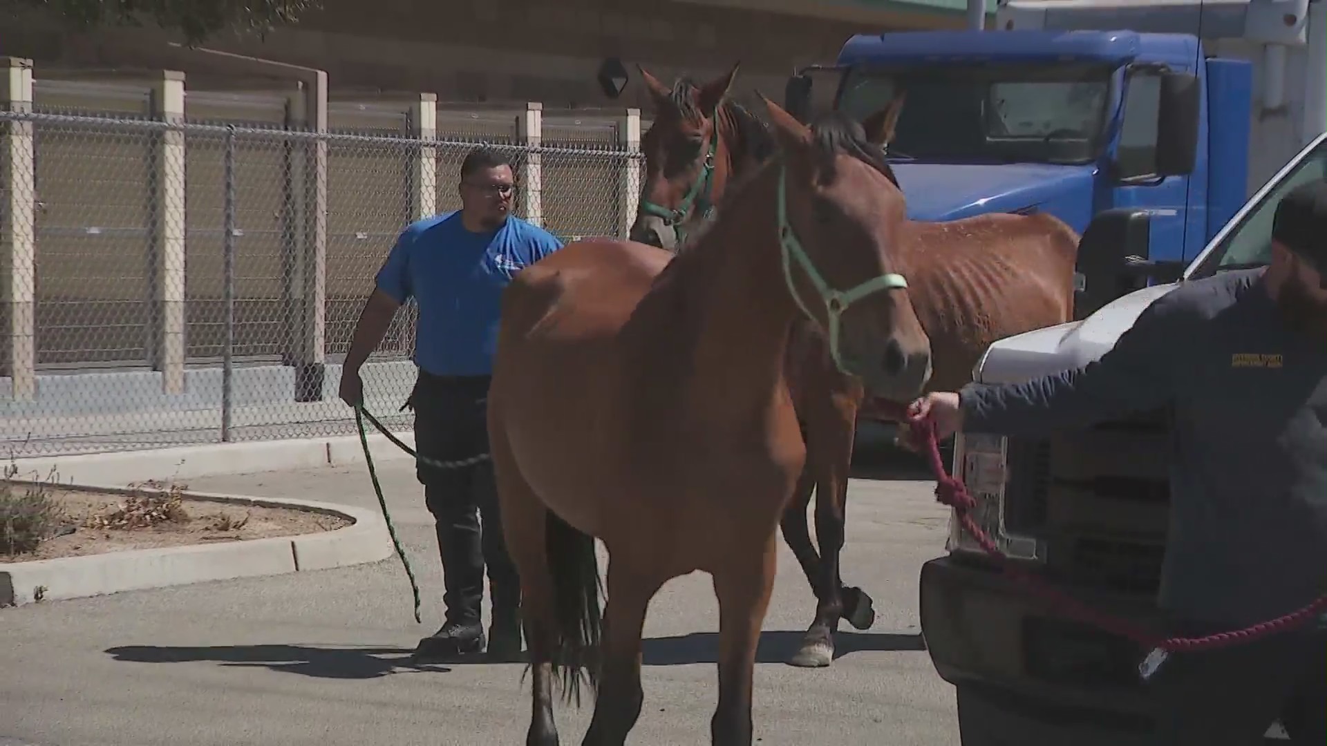 Horses and animals were seized from a Cabazon property on August 14, 2024 after authorities found them emaciated and malnourished. (KTLA)