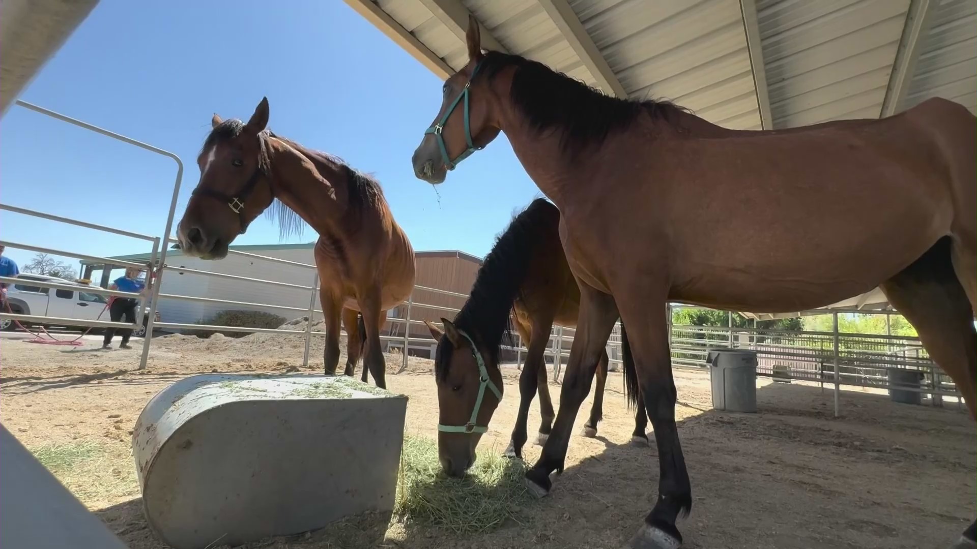 A collection of animals were seized from a Cabazon property on August 14, 2024 after authorities found them emaciated and malnourished. (KTLA)