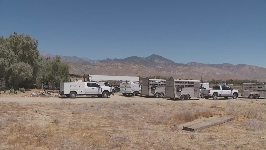 A collection of animals were seized from a Cabazon property on August 14, 2024 after authorities found them emaciated and malnourished. (KTLA)