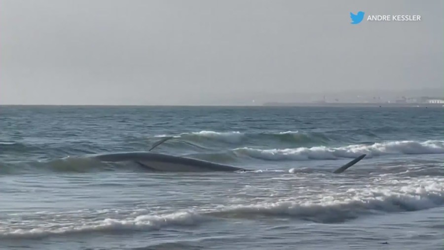 A 40-foot fin whale washed ashore in Torrance Beach on August 10, 2024. (Andre Kessler)