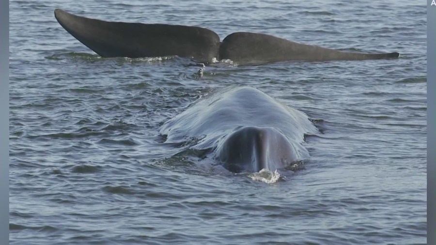 Beachgoers were stunned when a 40-foot fin whale washed ashore in Torrance Beach on August 10, 2024. (KTLA)