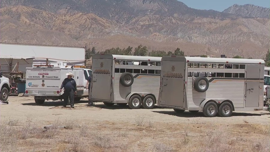 A collection of animals were seized from a Cabazon property on August 14, 2024 after authorities found them emaciated and malnourished. (KTLA)