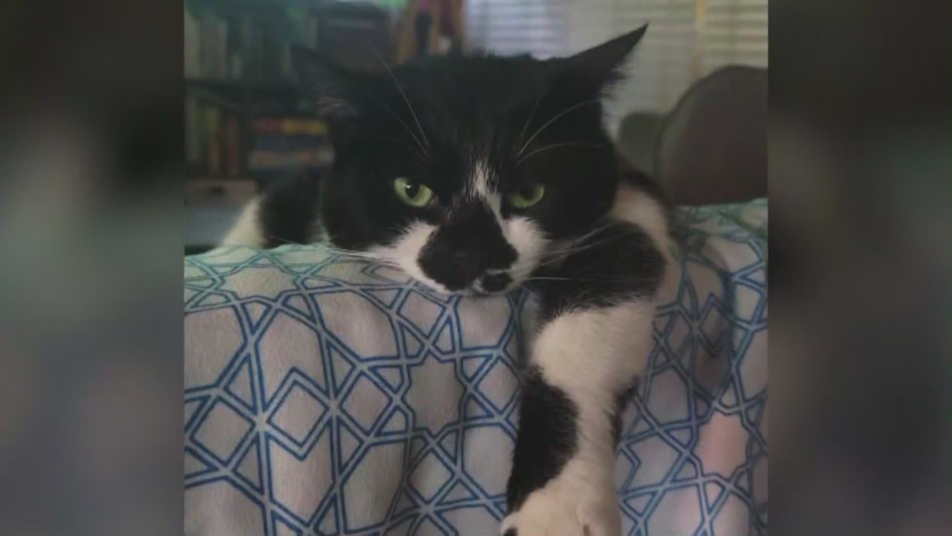 The family's beloved cat, Oreo, died in the fire on July 31, 2024. (Majano Family)