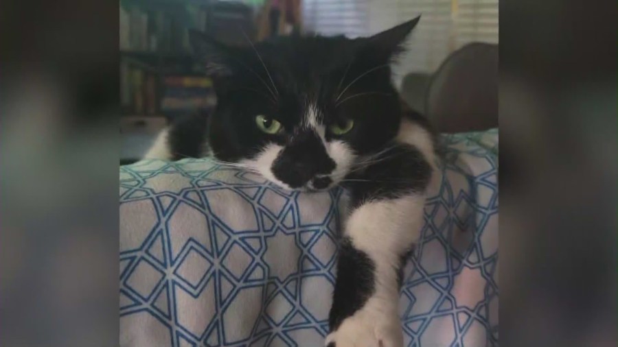 The family's beloved cat, Oreo, died in the fire on July 31, 2024. (Majano Family)