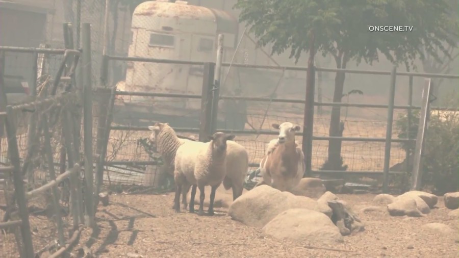 Over 100 animals were seized from an Aguanga property in Riverside County on the same week as the Cabazon seizure. (Riverside County Animal Services)