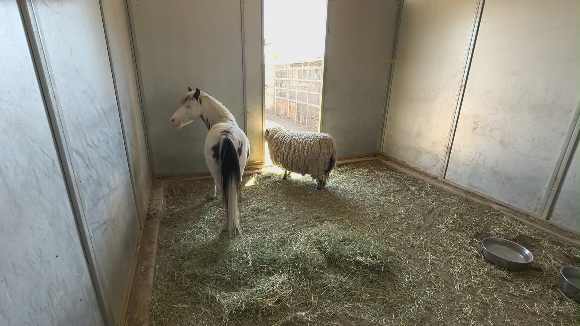 Over 100 animals were seized from an Aguanga property in Riverside County on the same week as the Cabazon seizure. (Riverside County Animal Services)