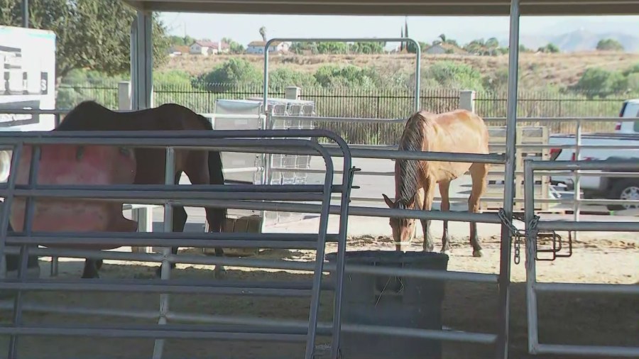 Horses were transferred to the Jurupa Valley Animal Shelter. (KTLA)