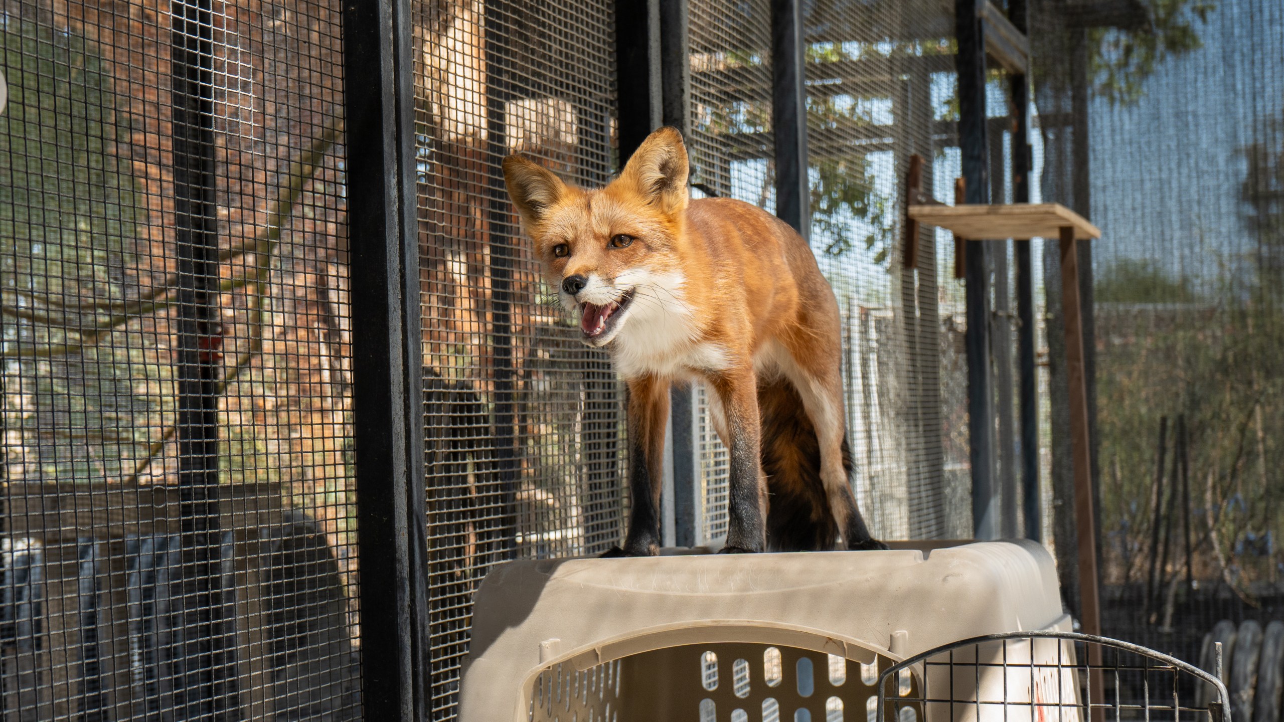 A fox that was evacuated from Big Bear Alpine Zoo prepares to return home to its exhibit on Sept. 19, 2024 after a weeklong stay in Palm Desert. (The Living Desert Zoo)