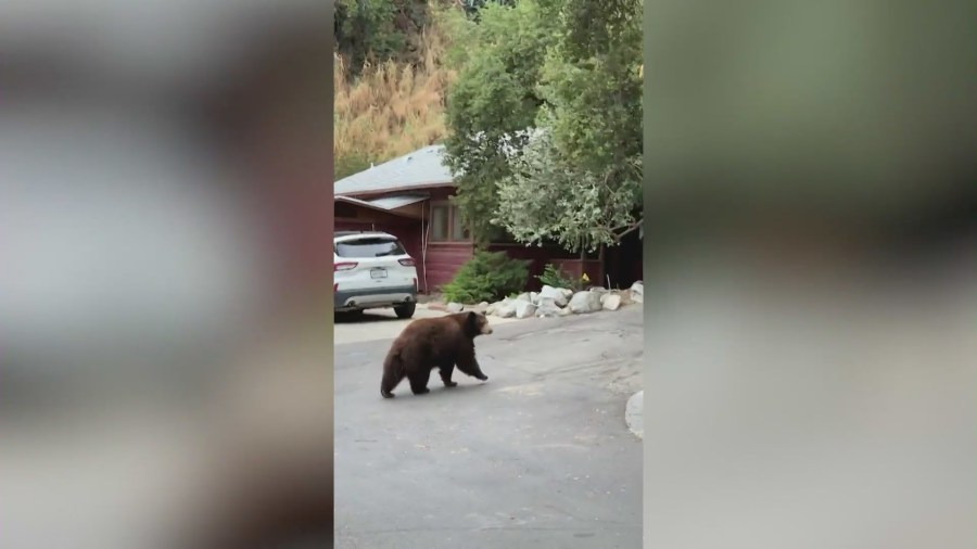 A bear walks away after breaking into a Sierra Madre home in search of food on September 15, 2024. (Sara Alden)
