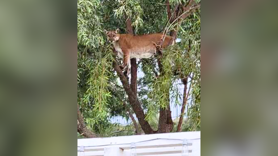 Stevenson Ranch mountain lion