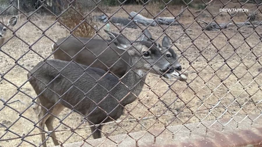 Floppy the deer is seen with a large bone lodged inside her mouth in the Hollywood Reservoir walking trail area on Oct. 14, 2024. (Drew Tappon)