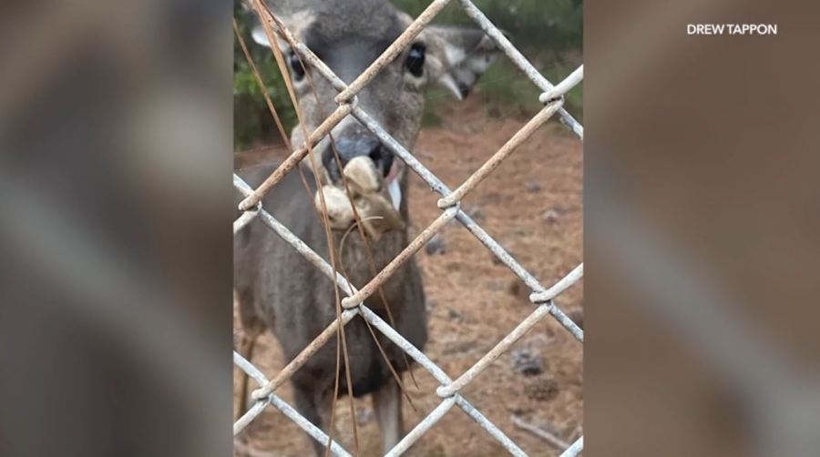 Floppy the deer is seen with a large bone lodged inside her mouth in the Hollywood Reservoir walking trail area on Oct. 14, 2024. (Drew Tappon)