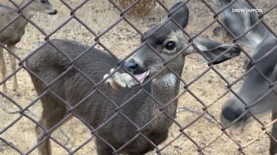 Floppy the deer is seen with a large bone lodged inside her mouth in the Hollywood Reservoir walking trail area on Oct. 14, 2024. (Drew Tappon)