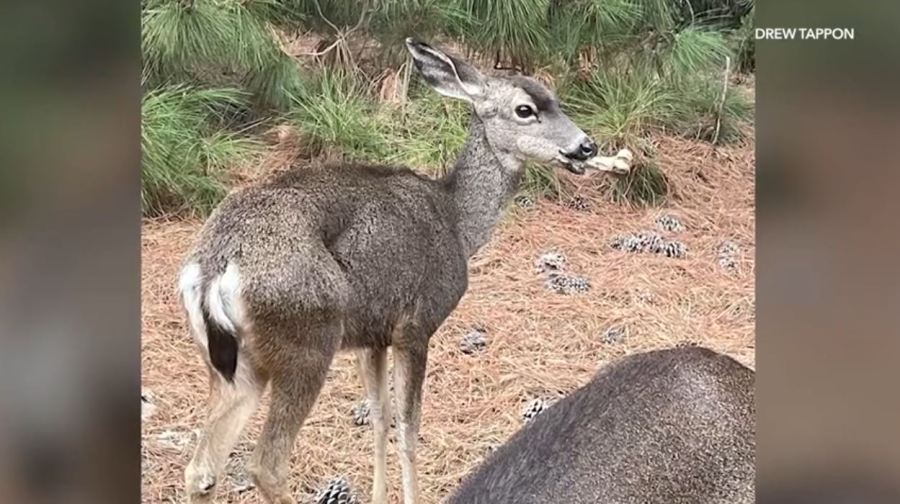 Floppy the deer is seen with a large bone lodged inside her mouth in the Hollywood Reservoir walking trail area on Oct. 14, 2024. (Drew Tappon)