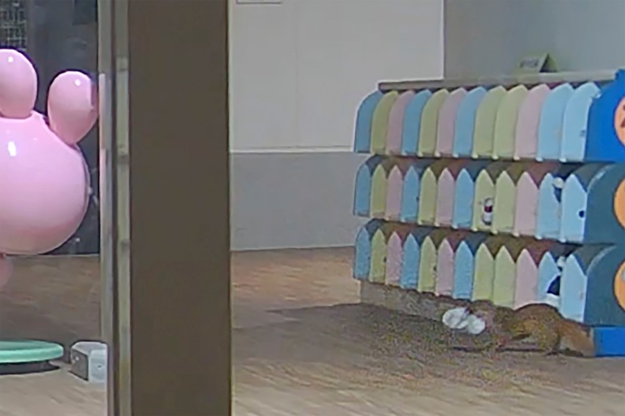 This image made from security camera video released by Kasuya Police shows a weasel with a shoe at a kindergarten in Koga, Fukuoka prefecture, southwestern Japan, on Nov. 11, 2024. (Kasuya Police via AP)