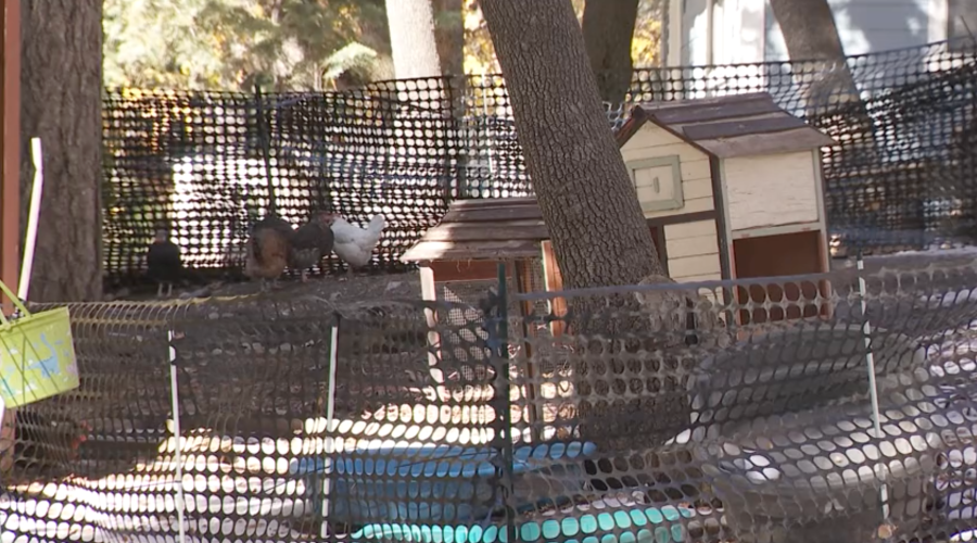 Bear shot in San Bernardino Mountains