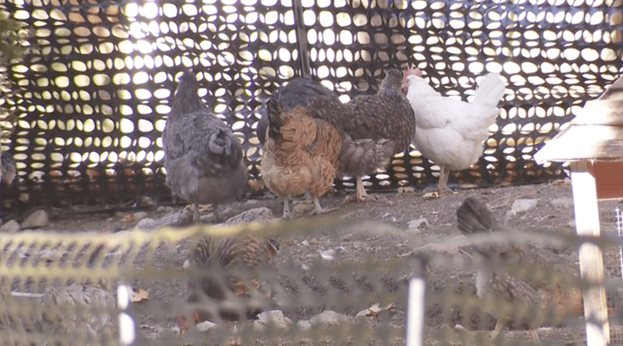 Bear shot in San Bernardino Mountains