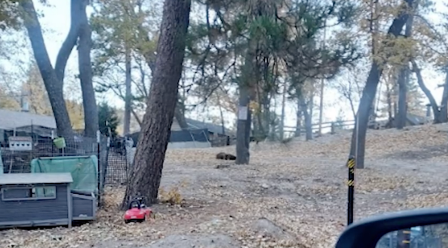 Bear shot in San Bernardino Mountains