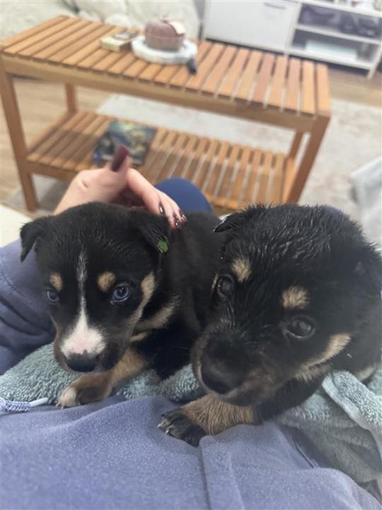 Puppies rescued from underneath a burning car are shown in these undated photos provided by Best Friend Animal Society. The puppies are currently in a foster home and will be available for adoption in December 2024.